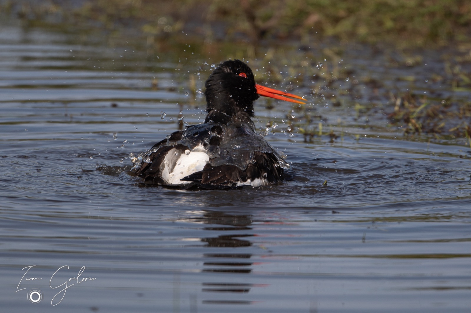 16 april 2022 165446  5D46176